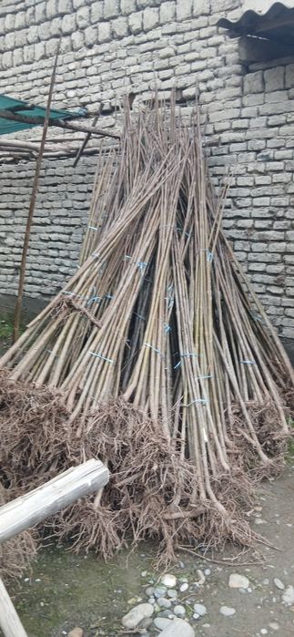 Павлония дунёда энг тез усувчи дарахт кучатларини сотамиз