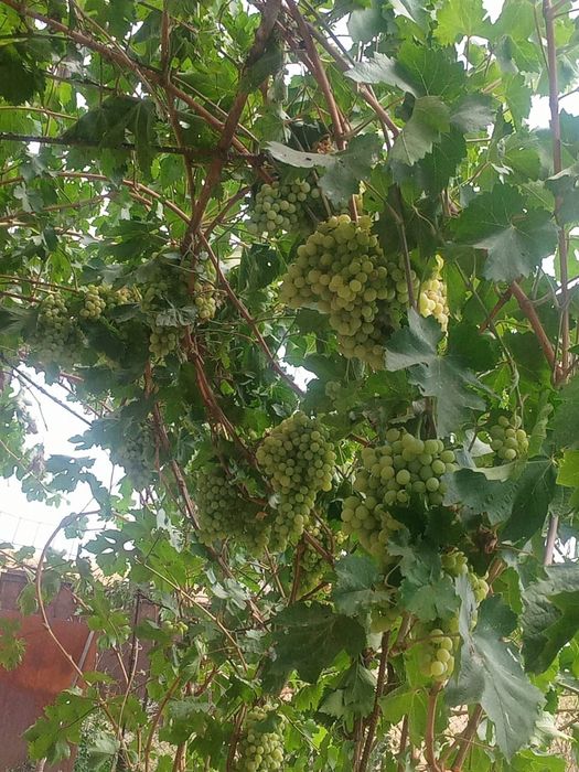 Срочно продам дом - дача