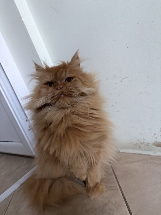 Персийска Котка