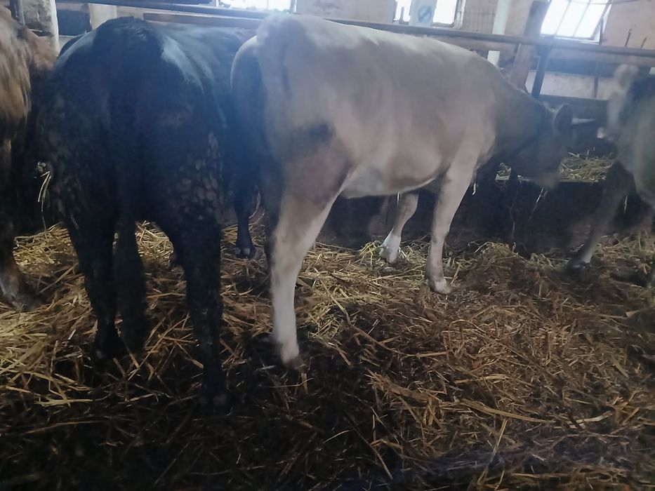 Tauri de vanzare 20 lei kg