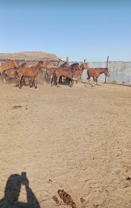 Тай байталдар сатылады 25-30 бас