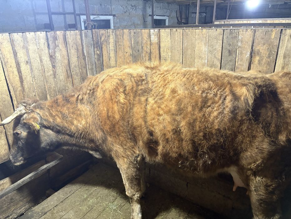 Семіз сиыр сатылады