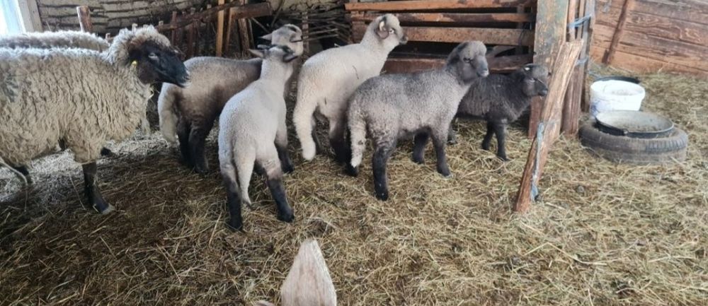 Vând berbecii de doi ani