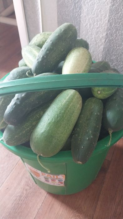 Продам домашние огурцы