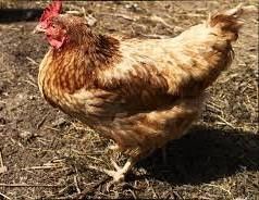 Куры несушки ломан браун.