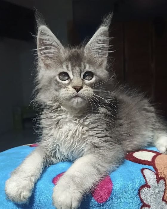Мейн куун коте мъжко и женско