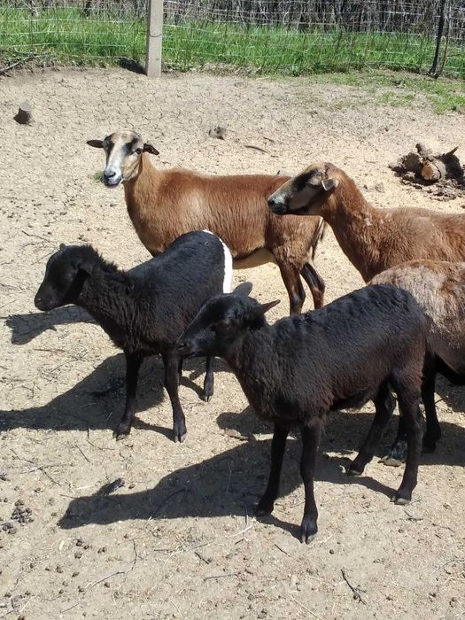 oi de camerun si capre  metis anglo-nubiene