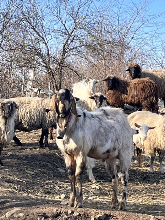 Vand iezi si ieduțe metis anglo nubian