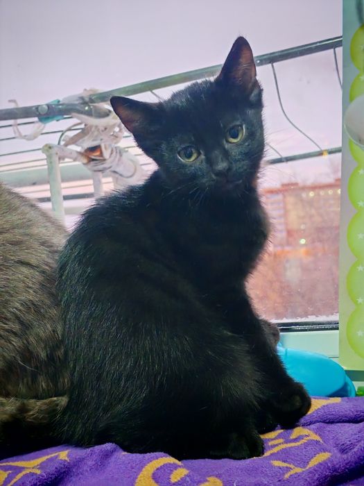 Отдам котят девочку и мальчика