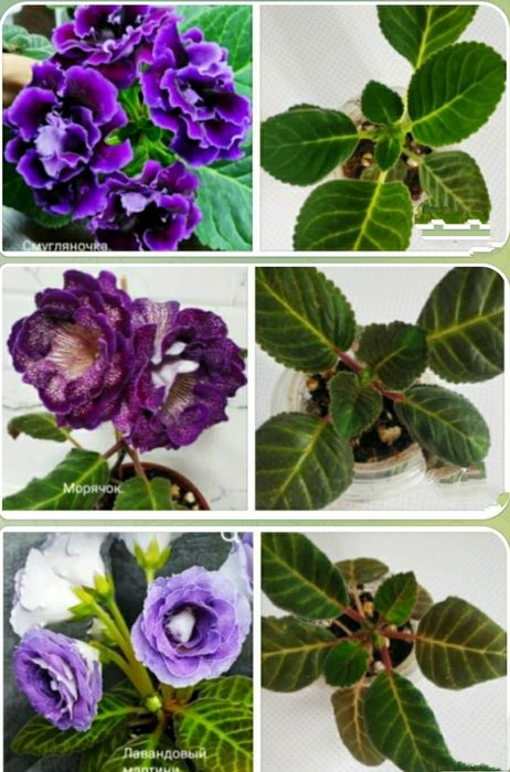 Глоксинии первогодки с бутонами