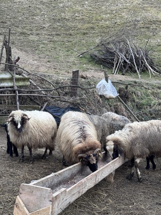 Vand  sau schimb  18 oi cu cai ,vaci ,4x4