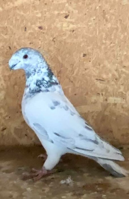 Show racer linii america