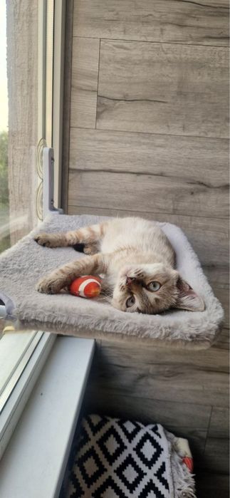 Котенок в добрые руки