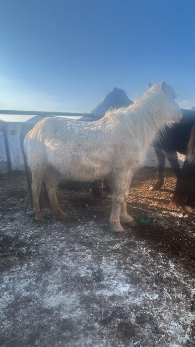 2бас буаз бие сатам