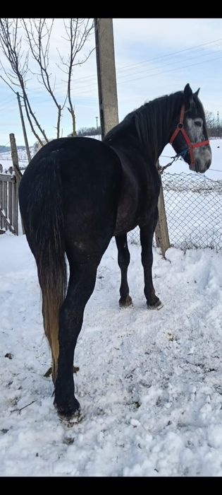 Vând harmăsar cuminte