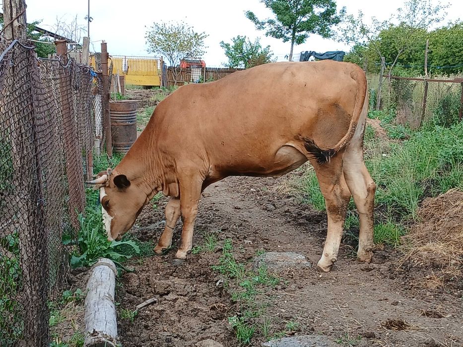 Vaca de vinzare 680