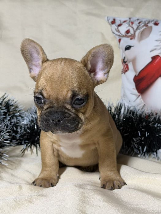 Френски булдог - бебета