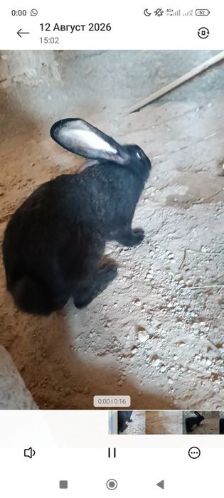 Продается крол самец