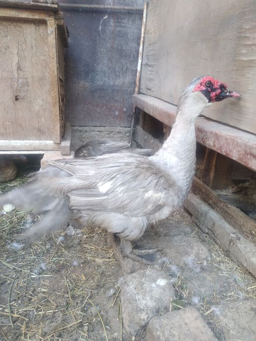 Индоутки крупных немецких пород