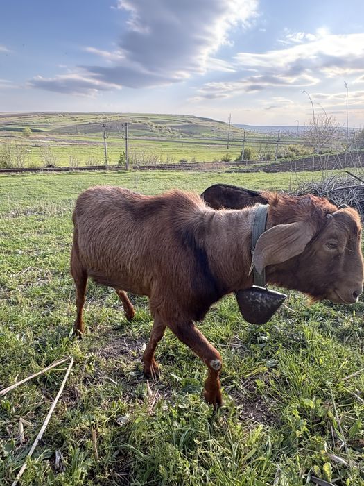 Țap de vanzre agnolubian