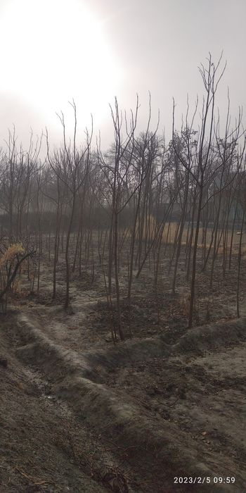 Павлония кўчатлари