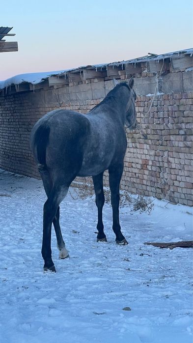 Жеребец англо араб.