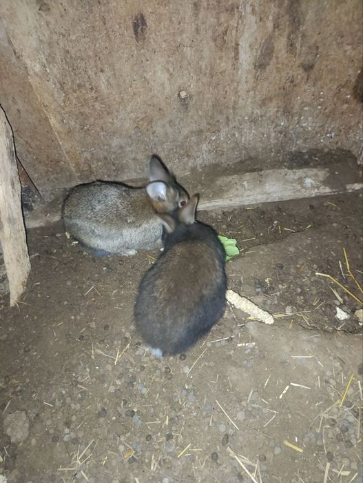 Erke quyonla sotiladi