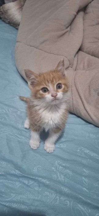котята в хорошые руки мушук болалари ишочли кулларга 2 ойлик