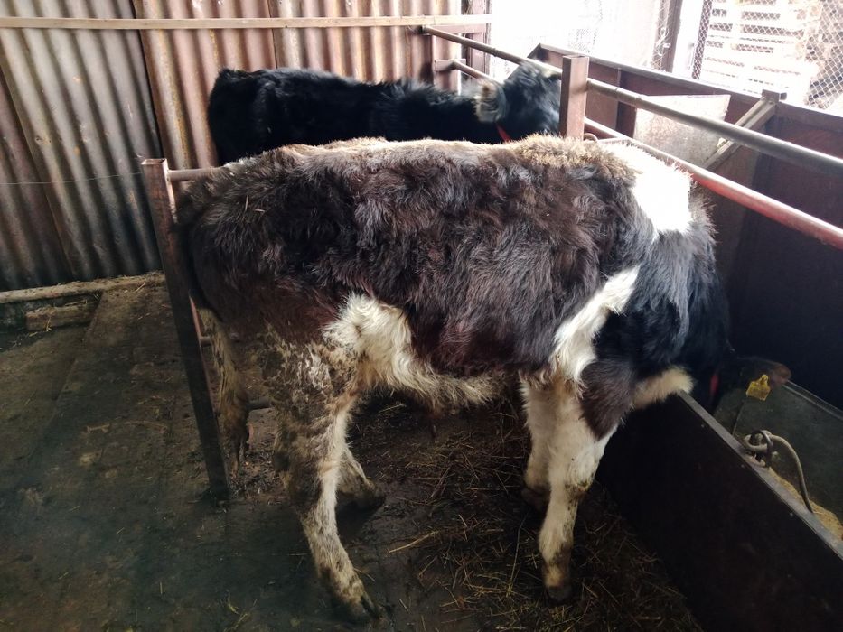 Бұқа 8айлық семіз срочноо