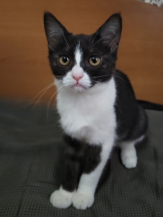 Отдам даром котят!