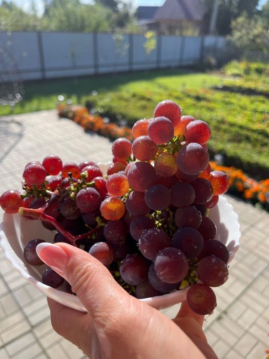 Продается ухоженная дача