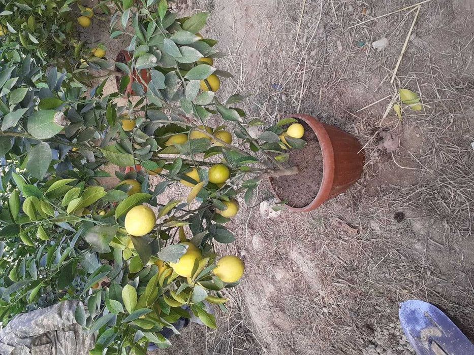 оптом нархда: лимон, апилсин, мандарин, кумкуват кўчатлари ишонарли