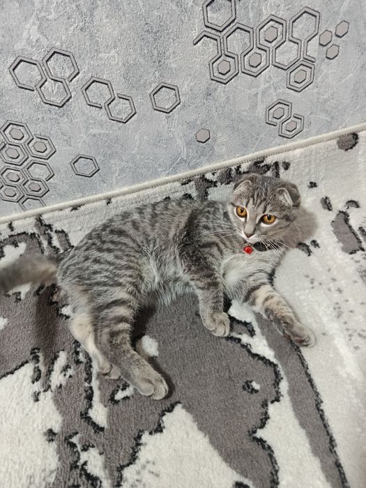 Скотиш фолд британский парода