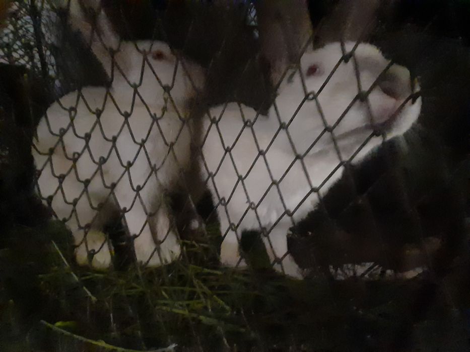 Iepuri Belgieni de vânzare 6 luni