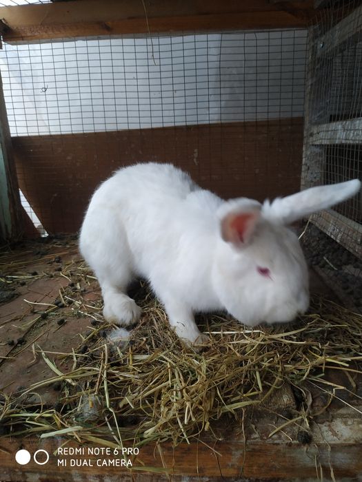 Quyon Куйон пара СОТИЛАДИ