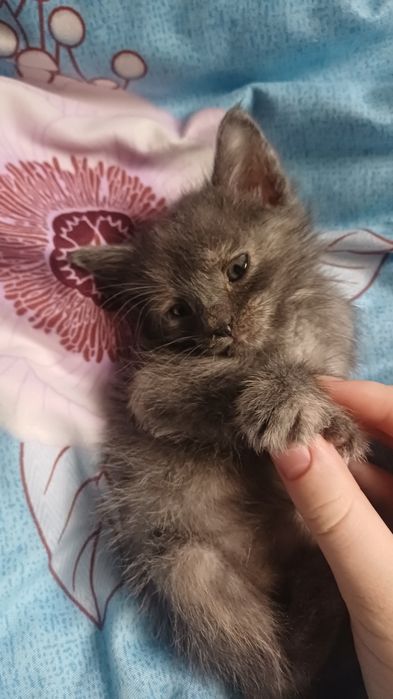 Отдаю котят в добрые руки