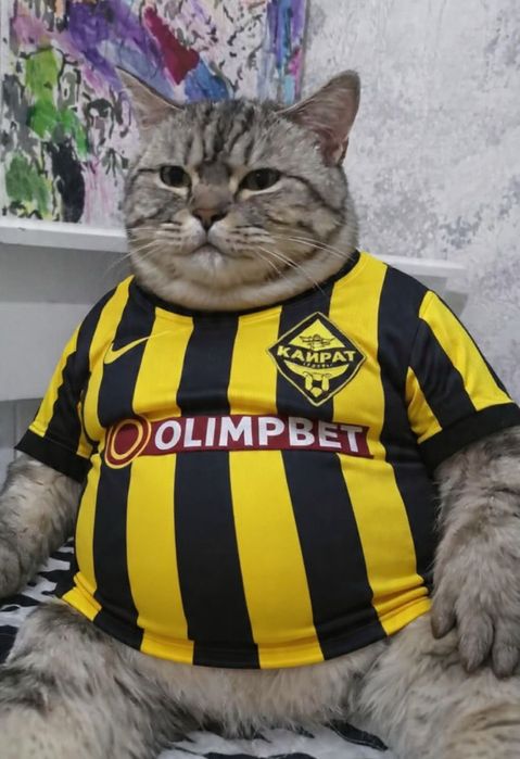 Кот,отдам бесплатно