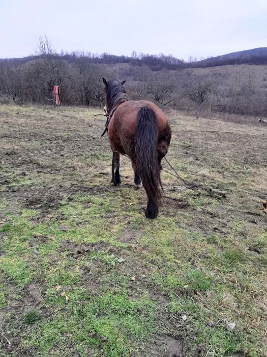 Vând mânză de 2ani