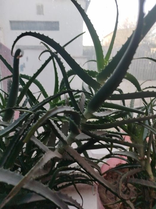 Цветок Алоэ древовидный