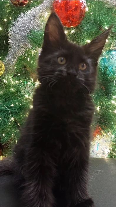 Котята Мейн-кун   2.5 месяца