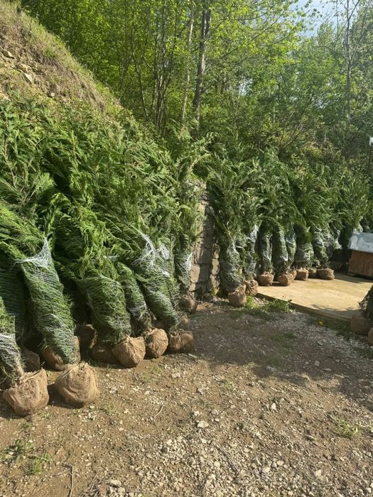 Leylandii Chiparos