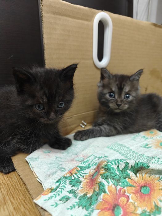 Котята бесплатно