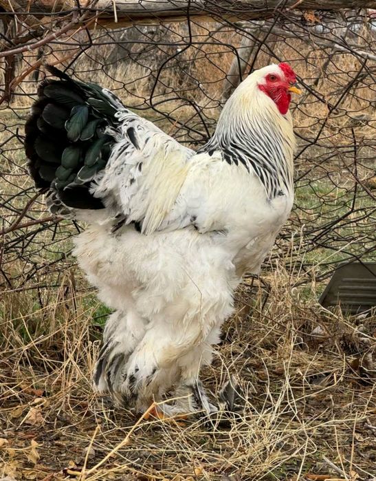 Продам срочно Қайназарда