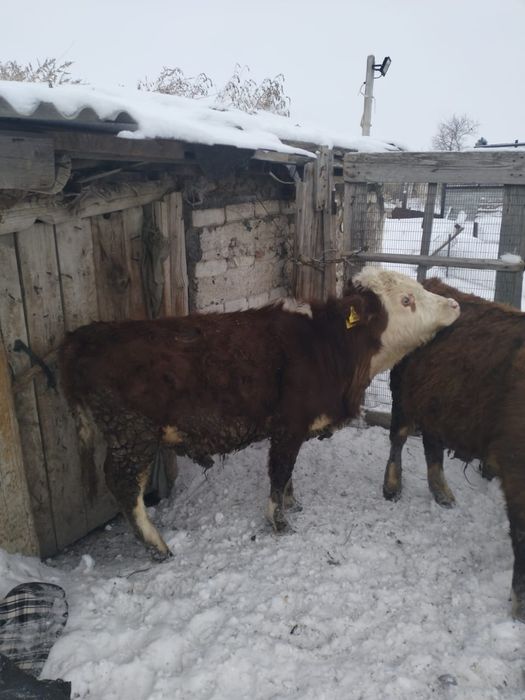 Продаются бычки 1 год