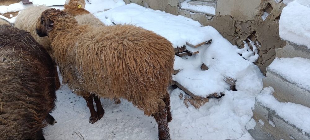 Еркек токты сатылады
