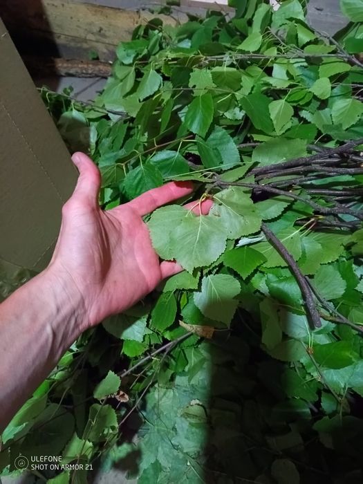 Продам банные веники