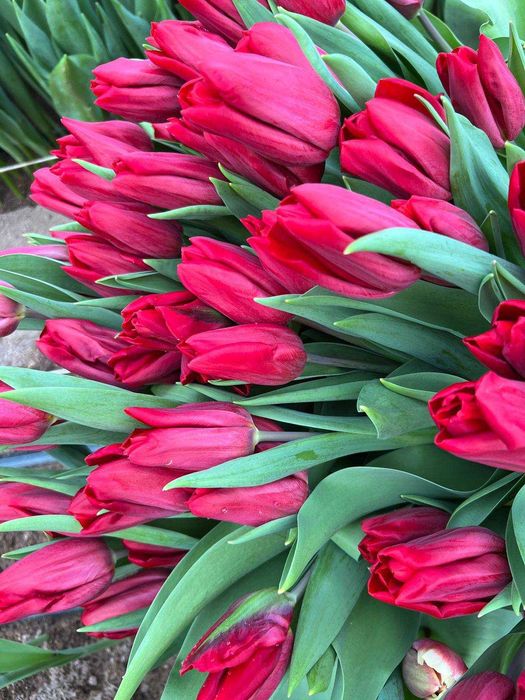 Продам тюльпаны к 8 марта