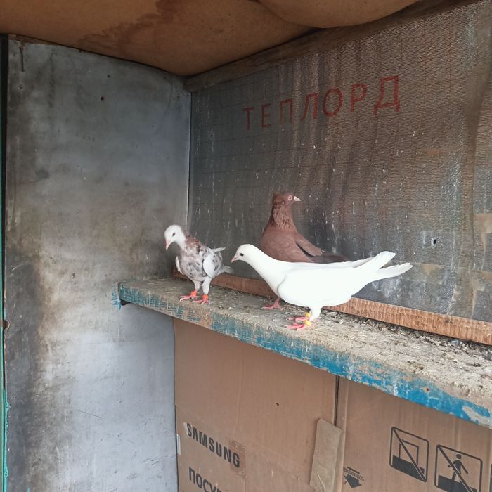 Широкохвостые  иранцы