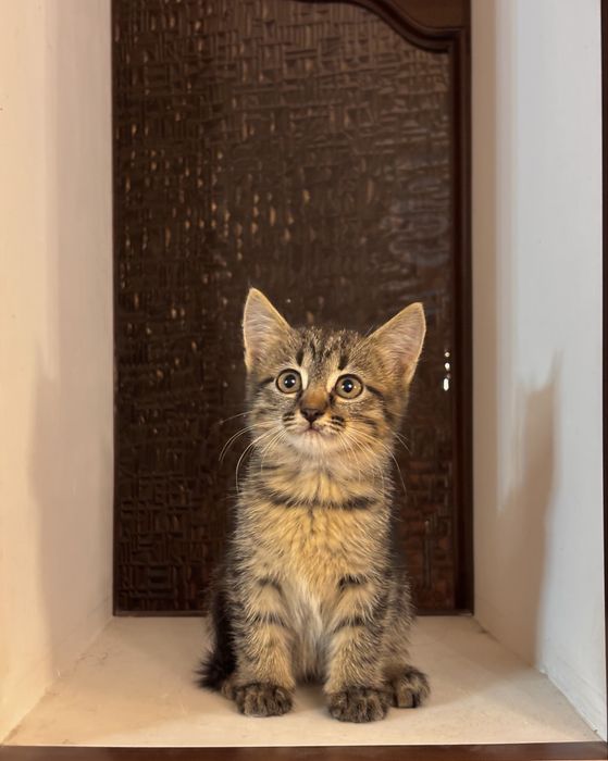 Котята ищут новый дом.