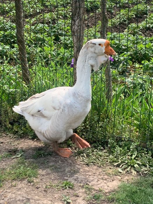 Animale de vânzare